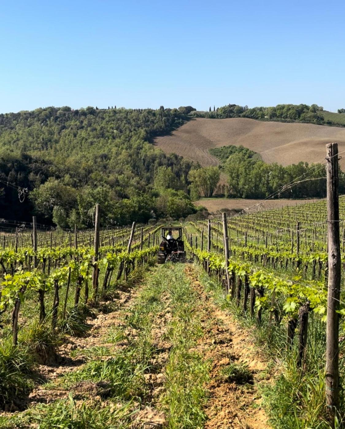 Podere Sole Trequanda Kültér fotó
